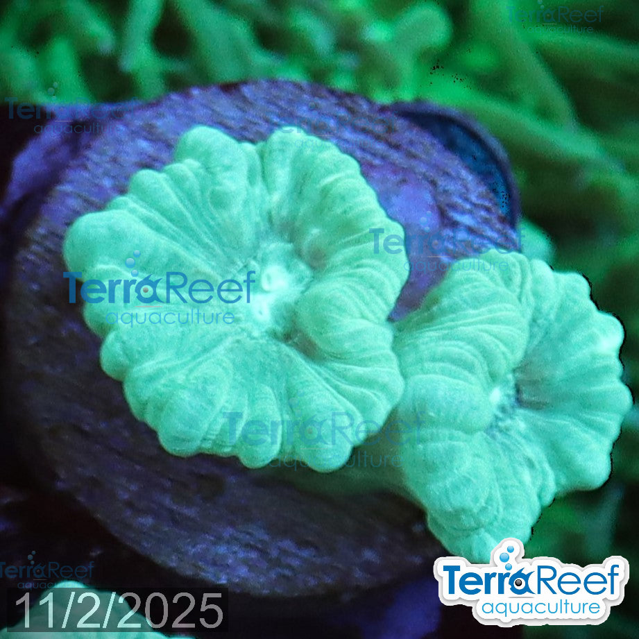 Green Candy Cane WYSIWYG Frag 45Right