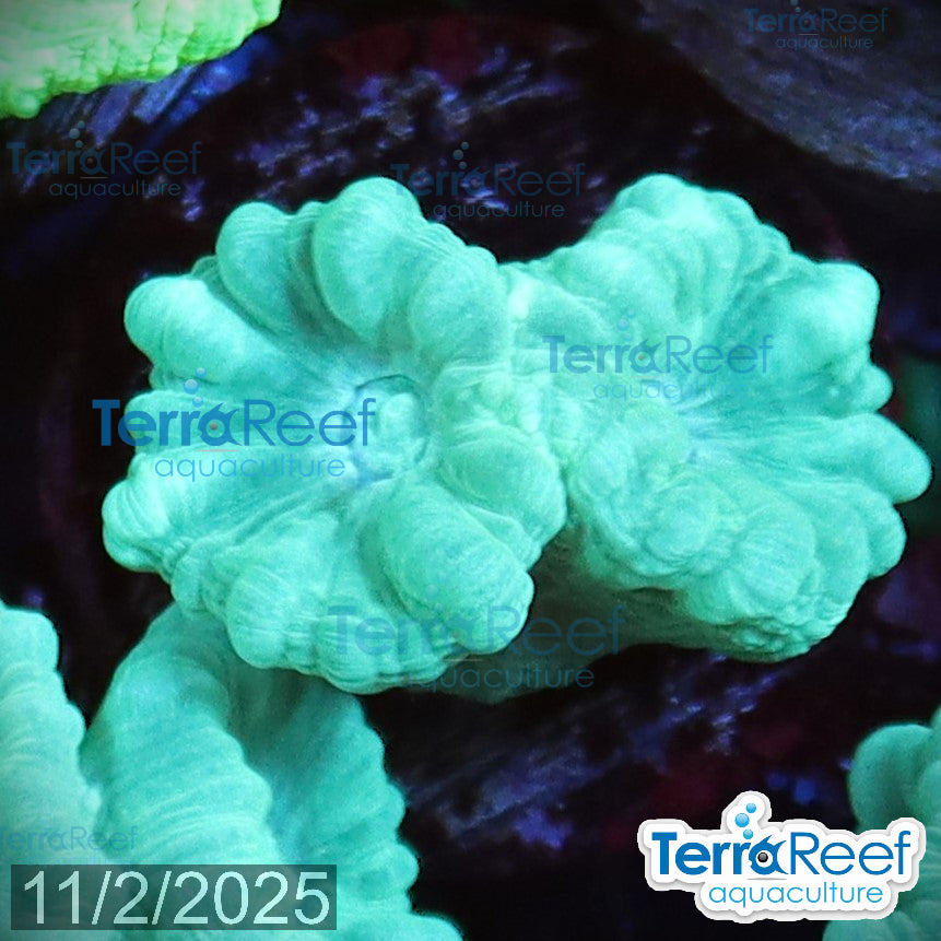 Green Candy Cane WYSIWYG Frag 46MidRight