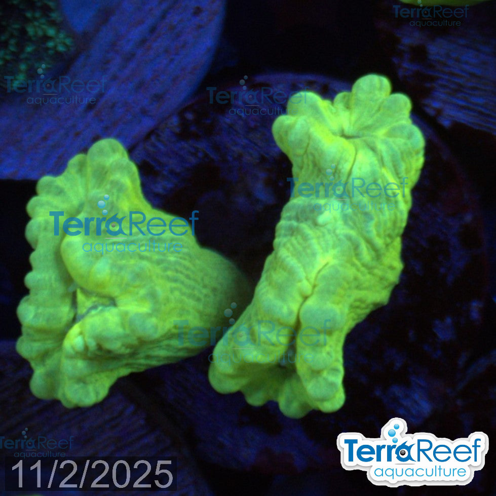 Nuclear Trumpet (Candy Cane Coral) WYSIWYG Frag 9MidLeft