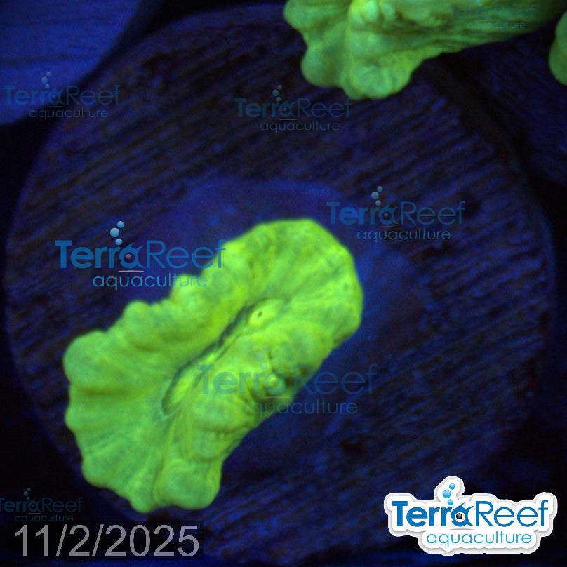 Nuclear Trumpet (Candy Cane Coral) WYSIWYG Frag 12Left