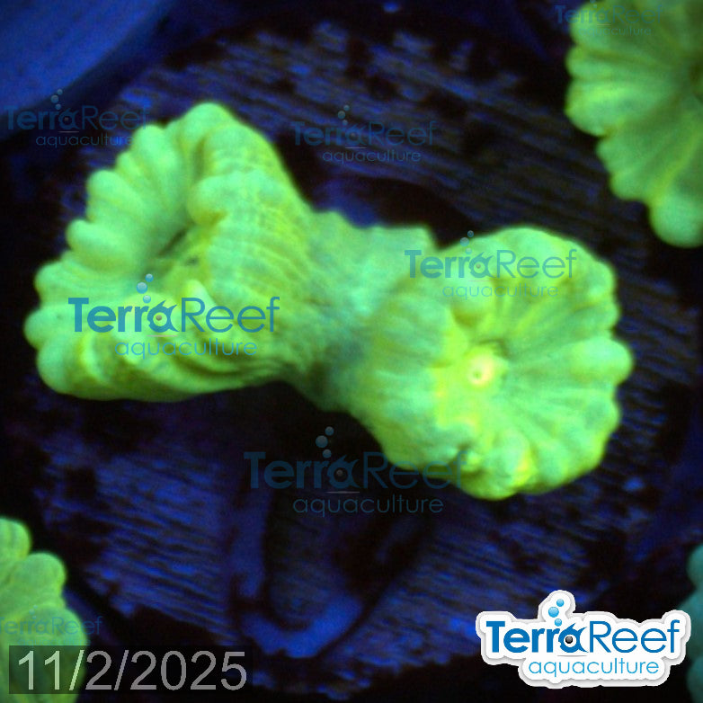 Nuclear Trumpet (Candy Cane Coral) WYSIWYG Frag 13MidRight