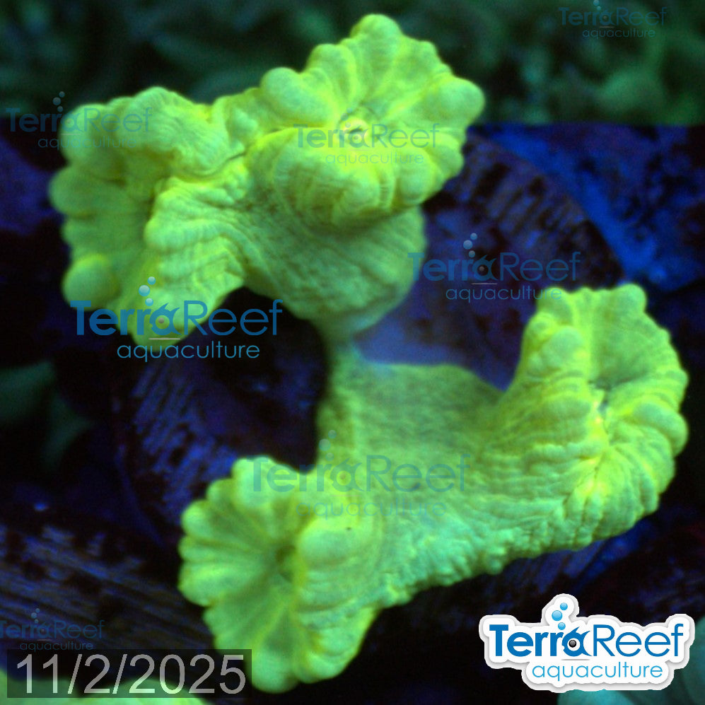 Nuclear Trumpet (Candy Cane Coral) WYSIWYG Frag 14Right