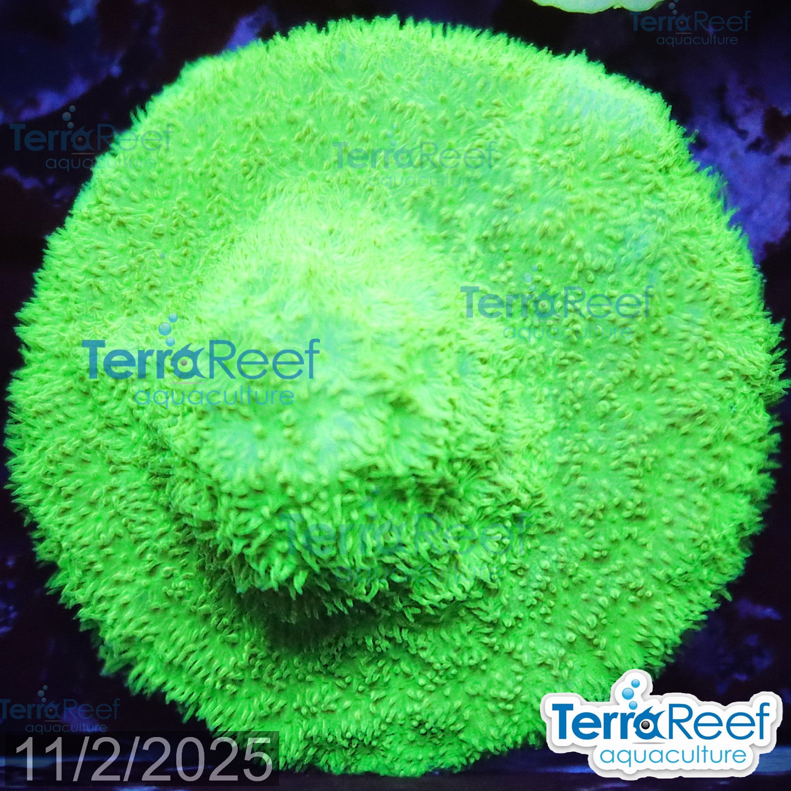 Green Psammocora Frag WYSIWYG 11