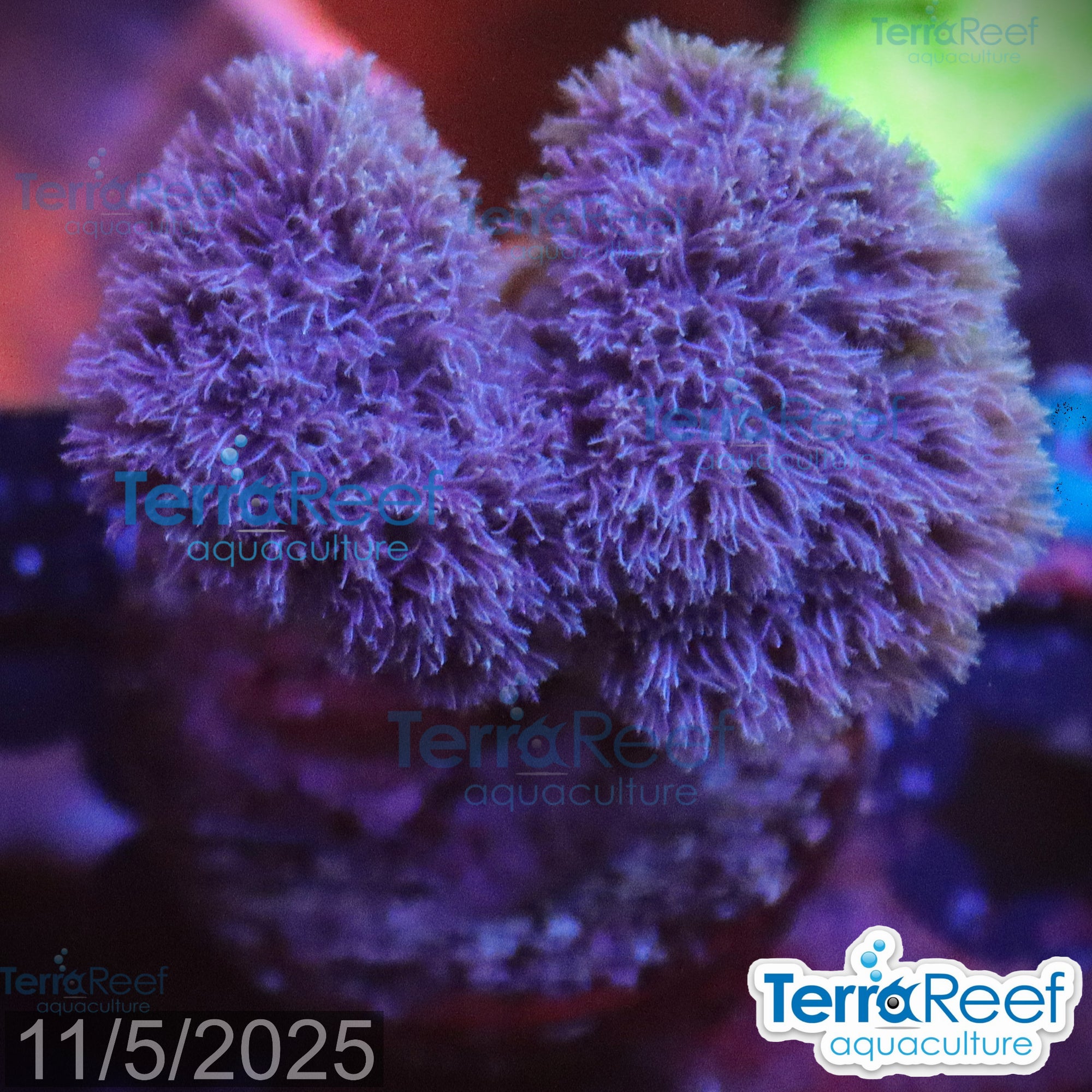 Soft Coral Finger Leather Sinularia WYSIWYG Frag 9Right