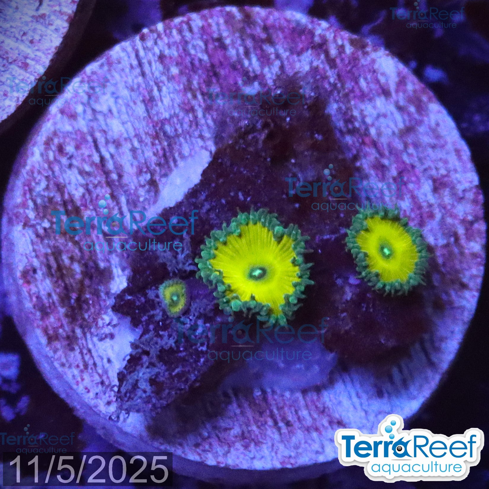 Nuclear Green Paly Zoanthids WYSIWYG Frag 25