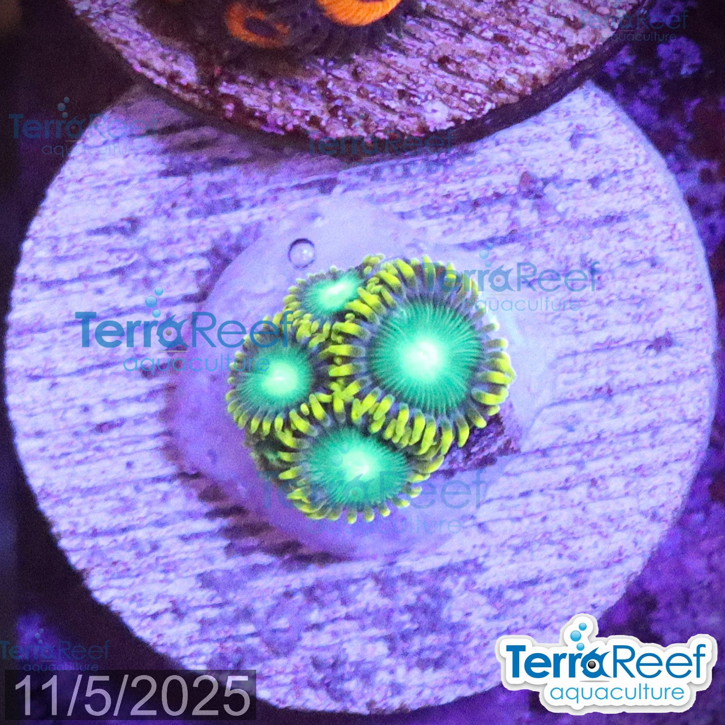 Radioactive Dragon Eyes Zoanthids WYSIWYG Frag 30