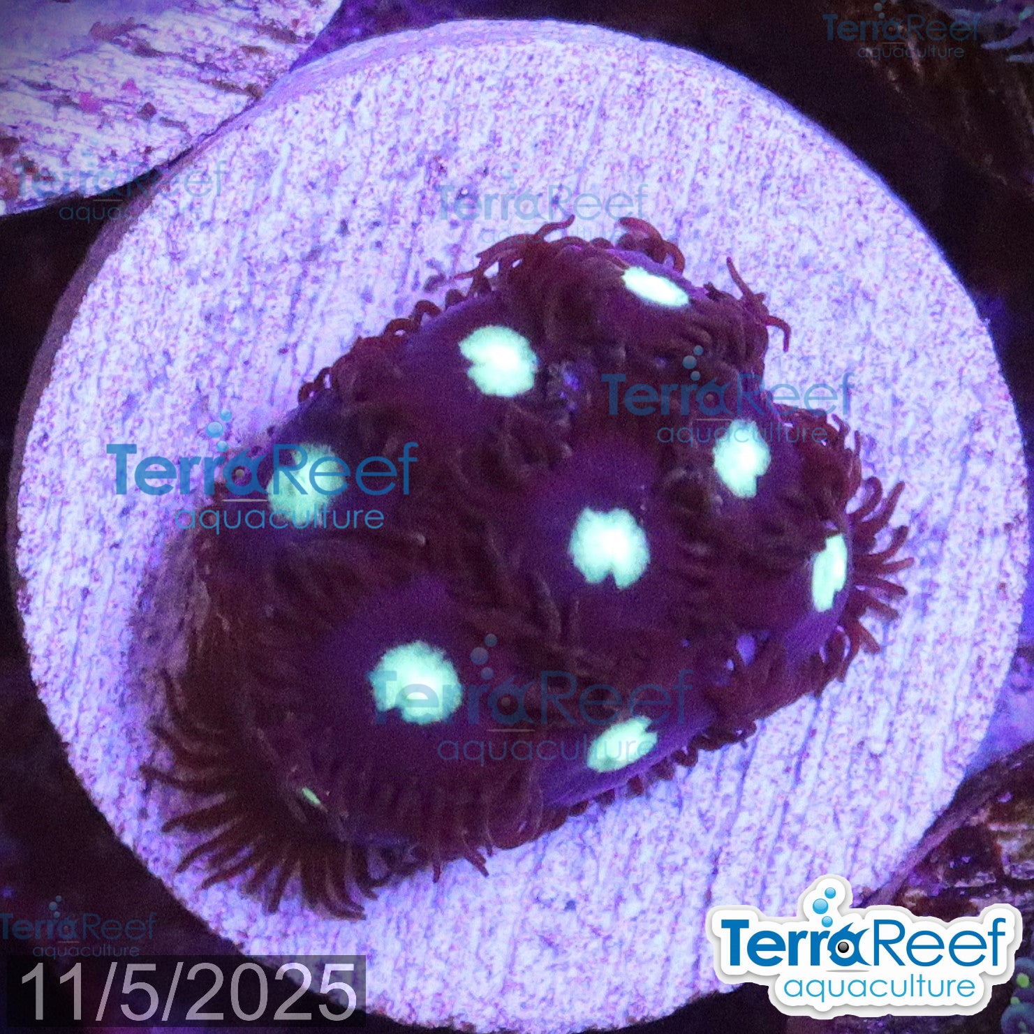 Mint Chocolate Chip Zoanthid WYSIWYG Frag 41
