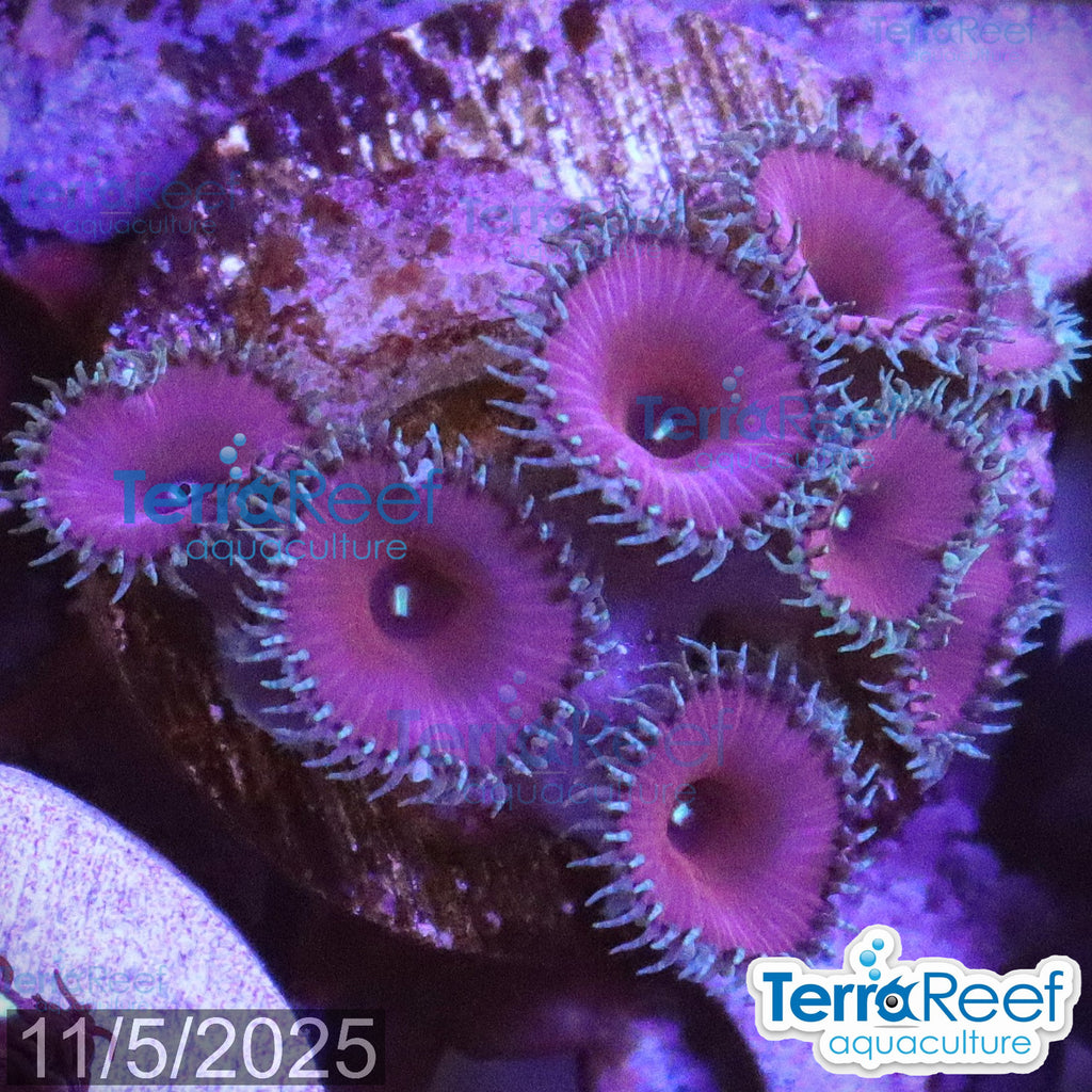 Purple Death Paly WYSIWYG Frag 31