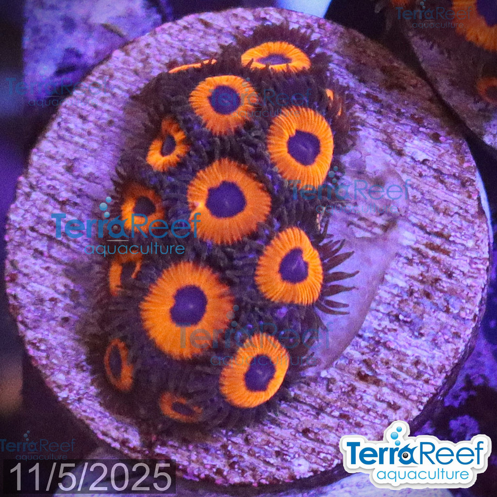 Red Zoanthids Coral WYSIWYG Frag 26Left