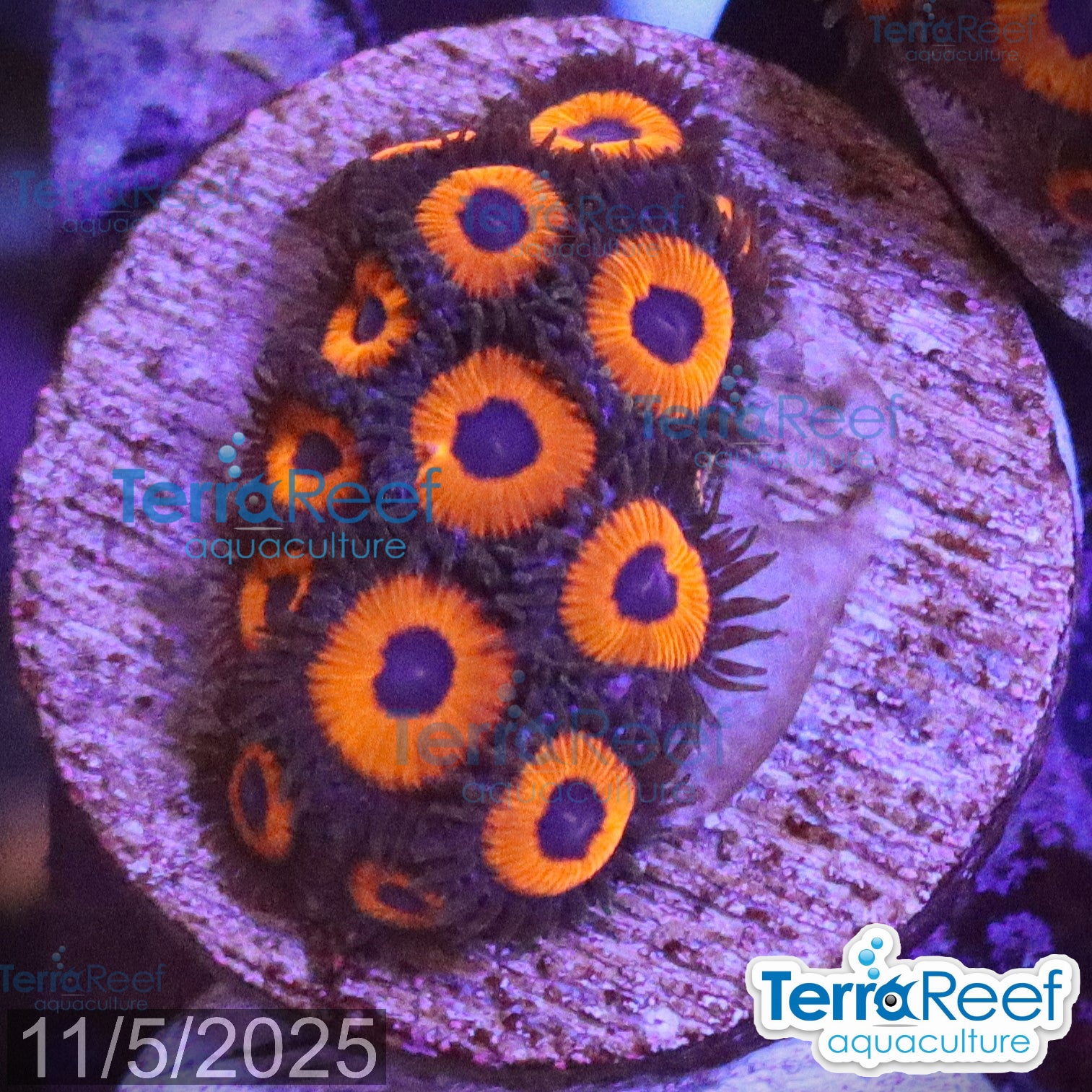 Red Zoanthids Coral WYSIWYG Frag 26Left