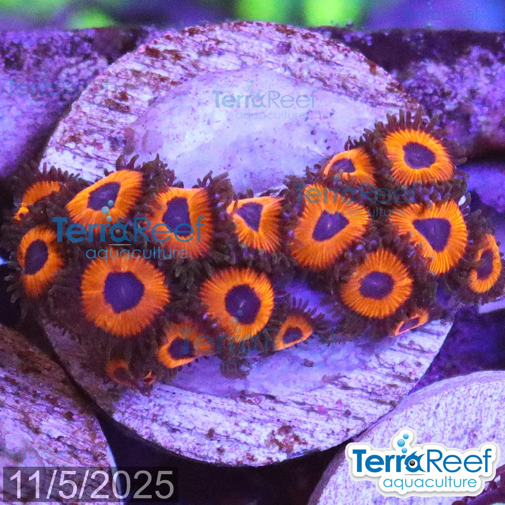 Red Zoanthids Coral WYSIWYG Frag 27Right