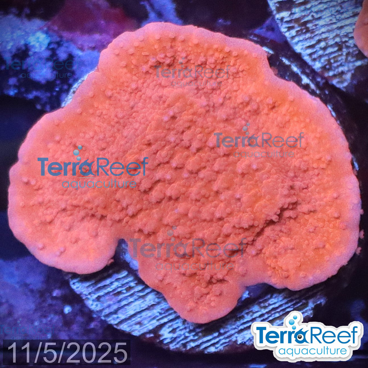 Red Montipora capricornis WYSIWYG Frag 14Left