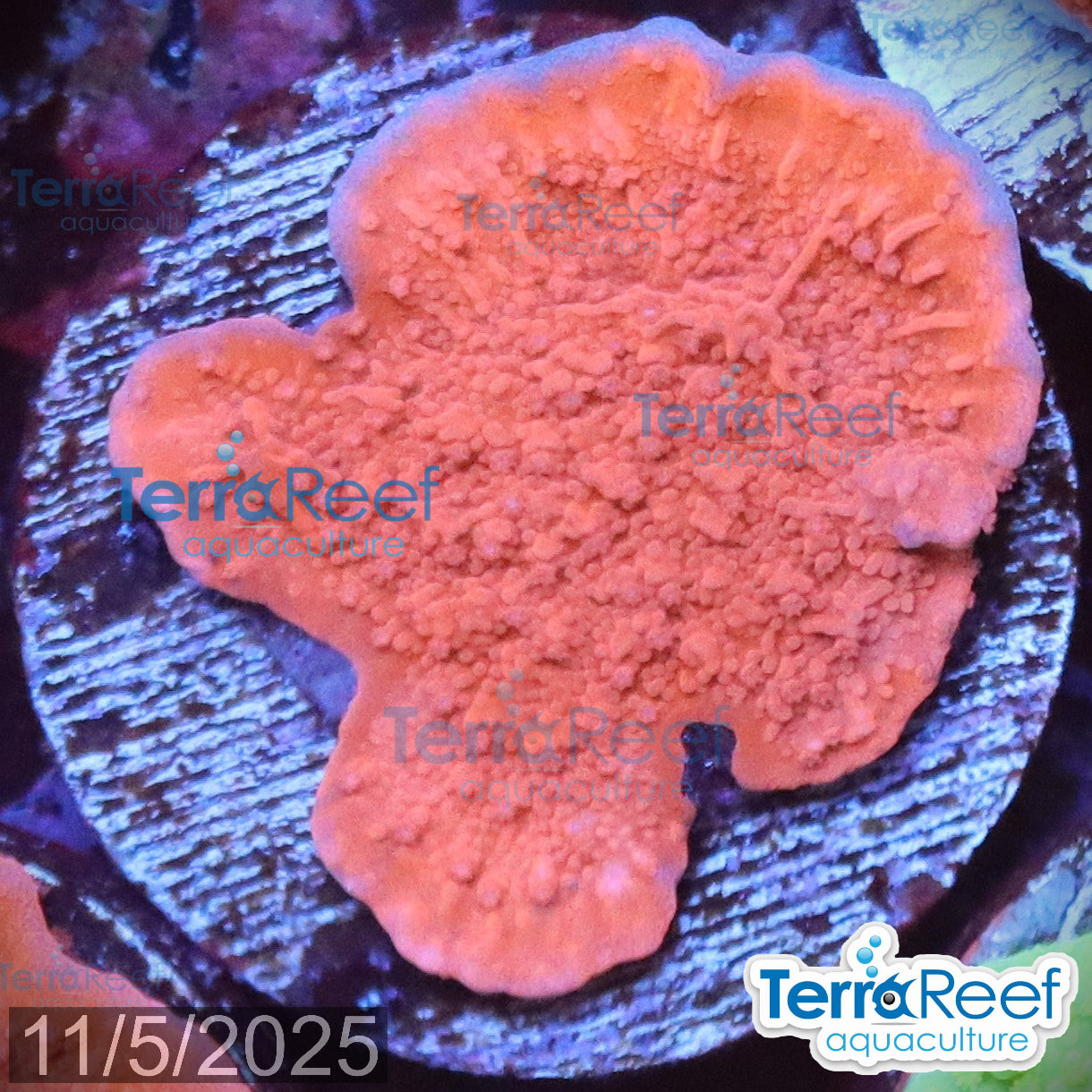 Red Montipora capricornis WYSIWYG Frag 15MidLeft