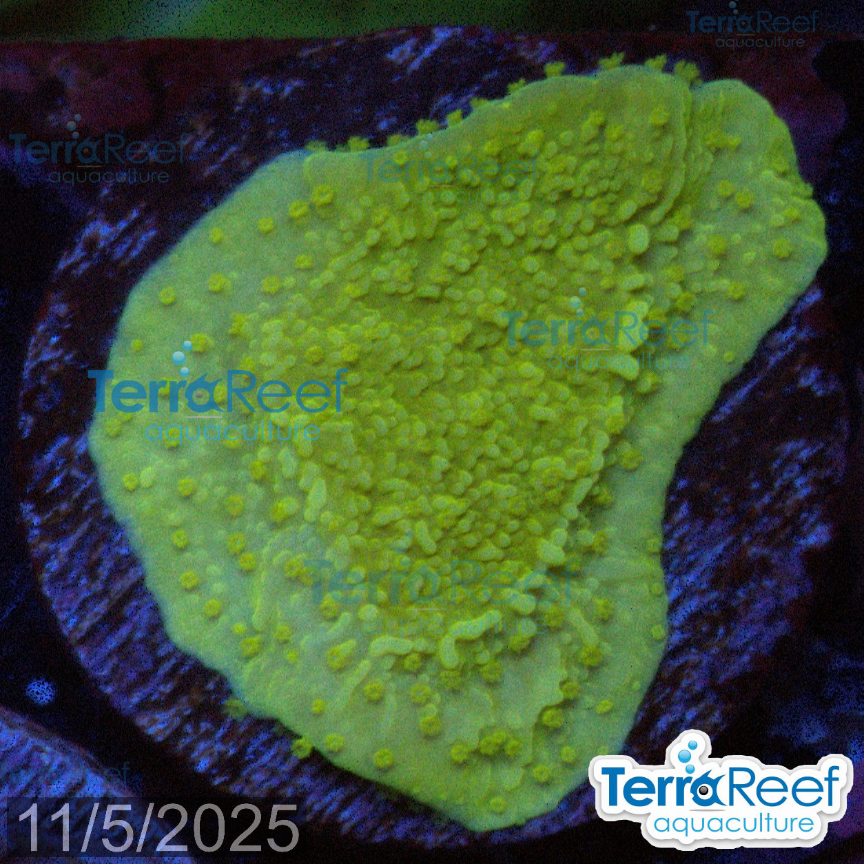 Green Montipora capricornis WYSIWYG Frag 29Right