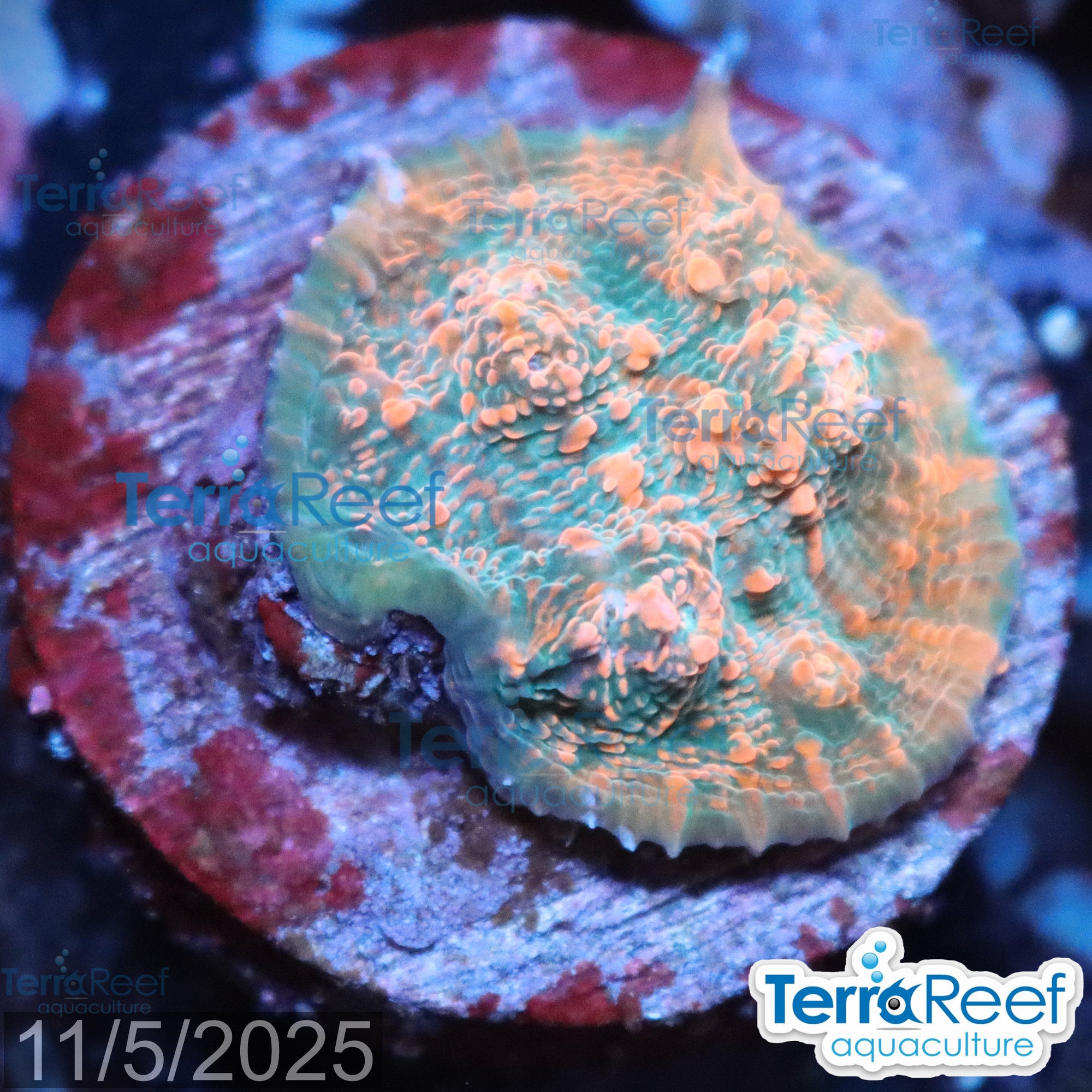Red Green Chalice WYSIWYG Frag 25