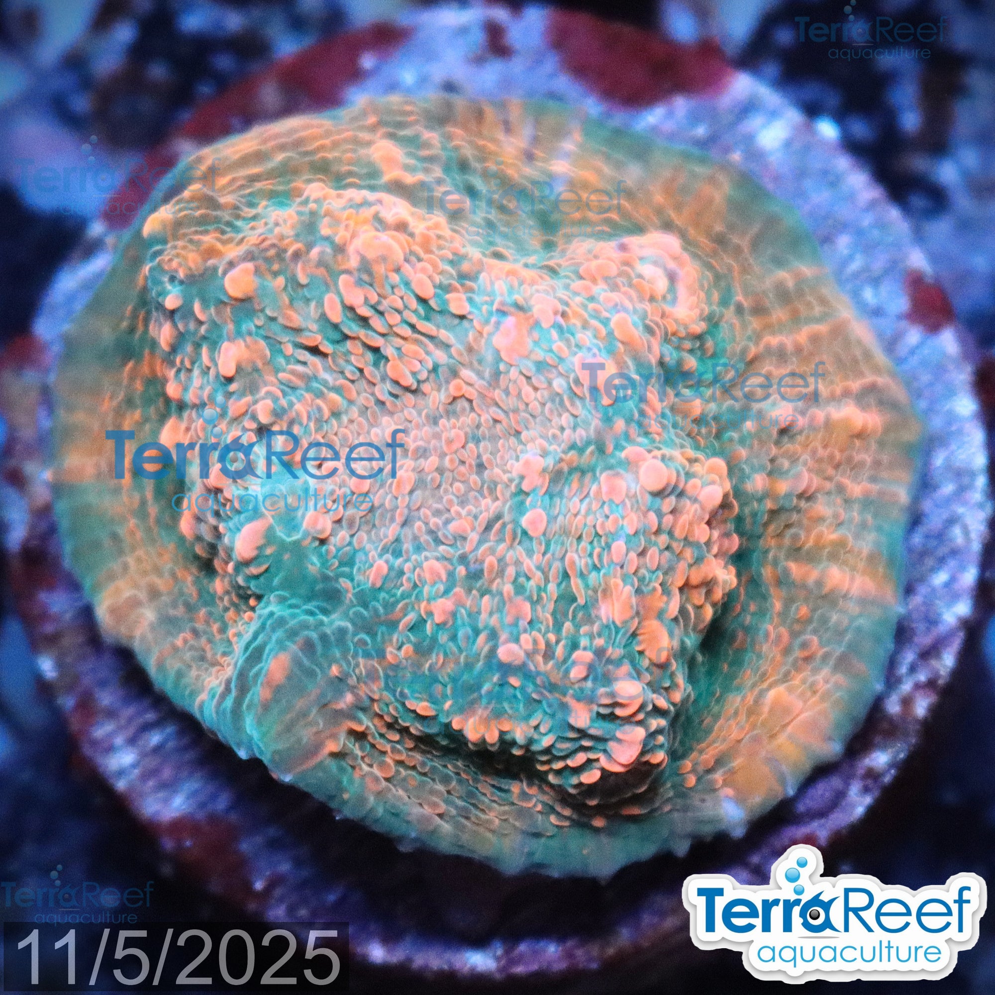 Red Green Chalice WYSIWYG Frag 26Center