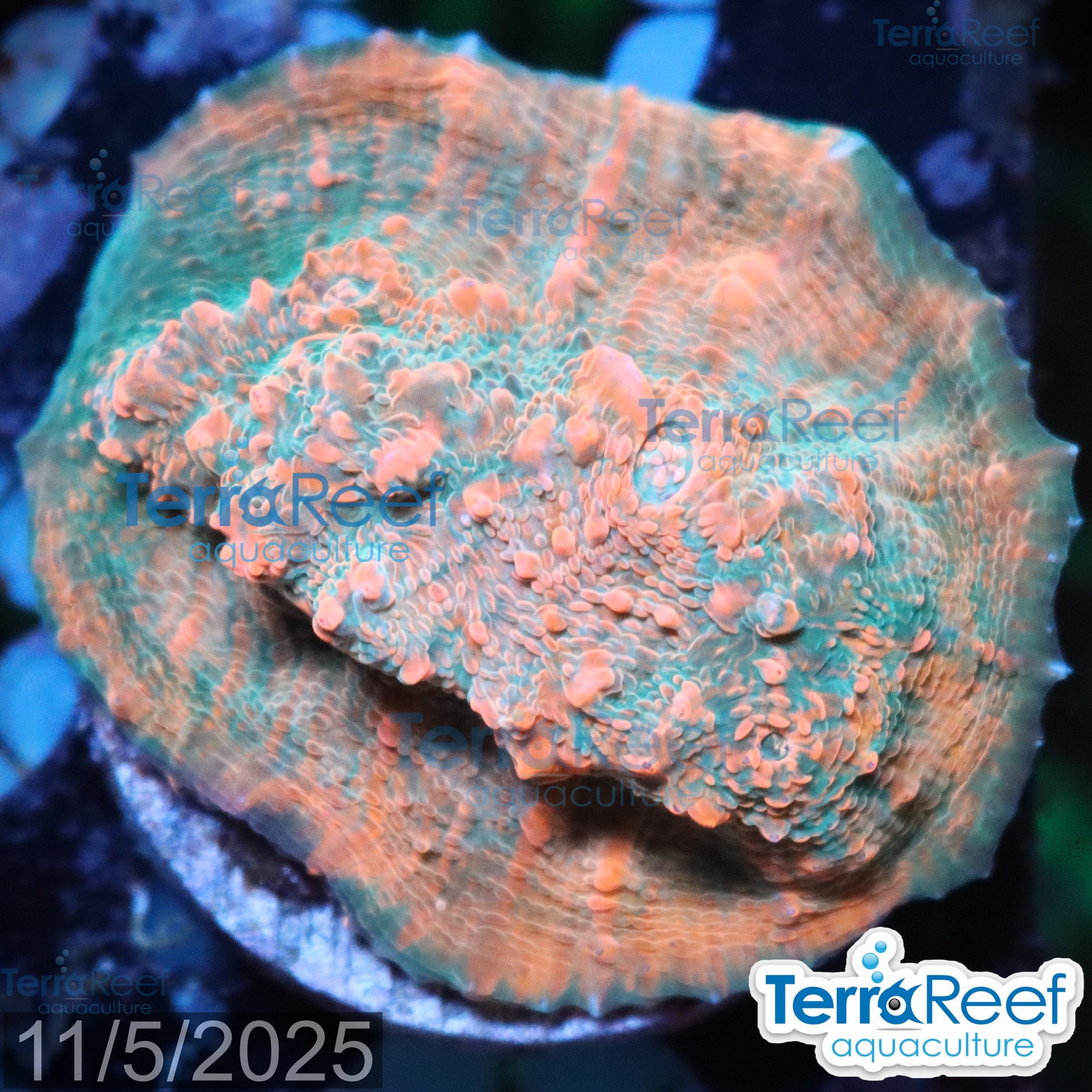 Red Green Chalice WYSIWYG Frag 27