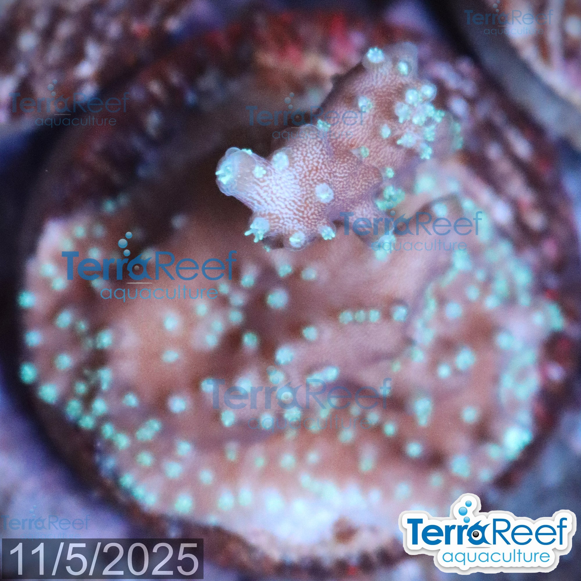 TerraReef Weedy Acropora WYSIWYG Frag 9