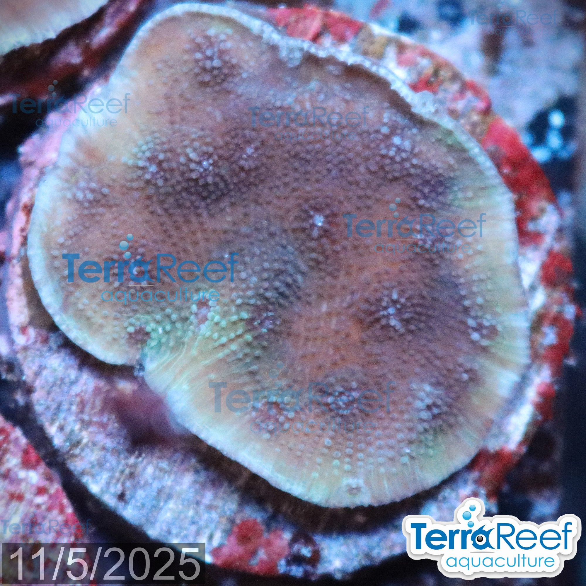 Blue Chalice (Echinopora sp.) WYSIWYG Frag 24