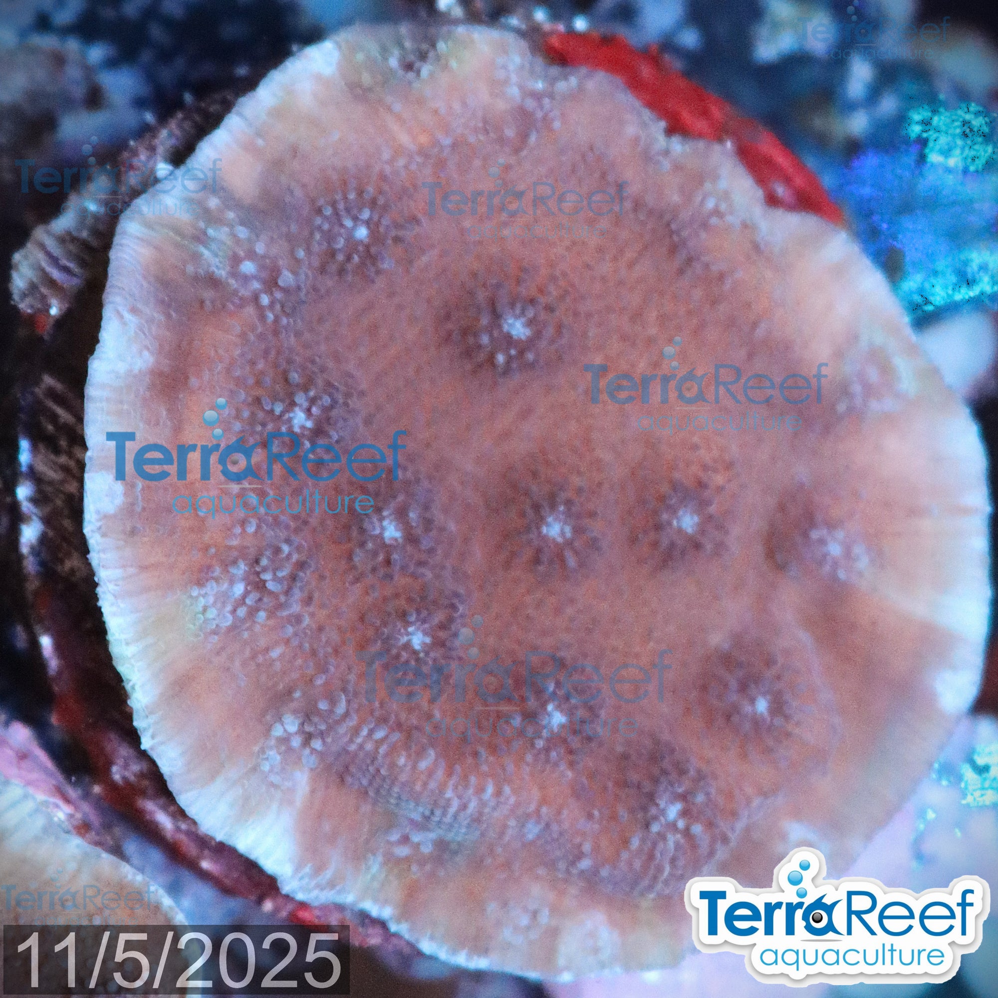 Blue Chalice (Echinopora sp.) WYSIWYG Frag 25