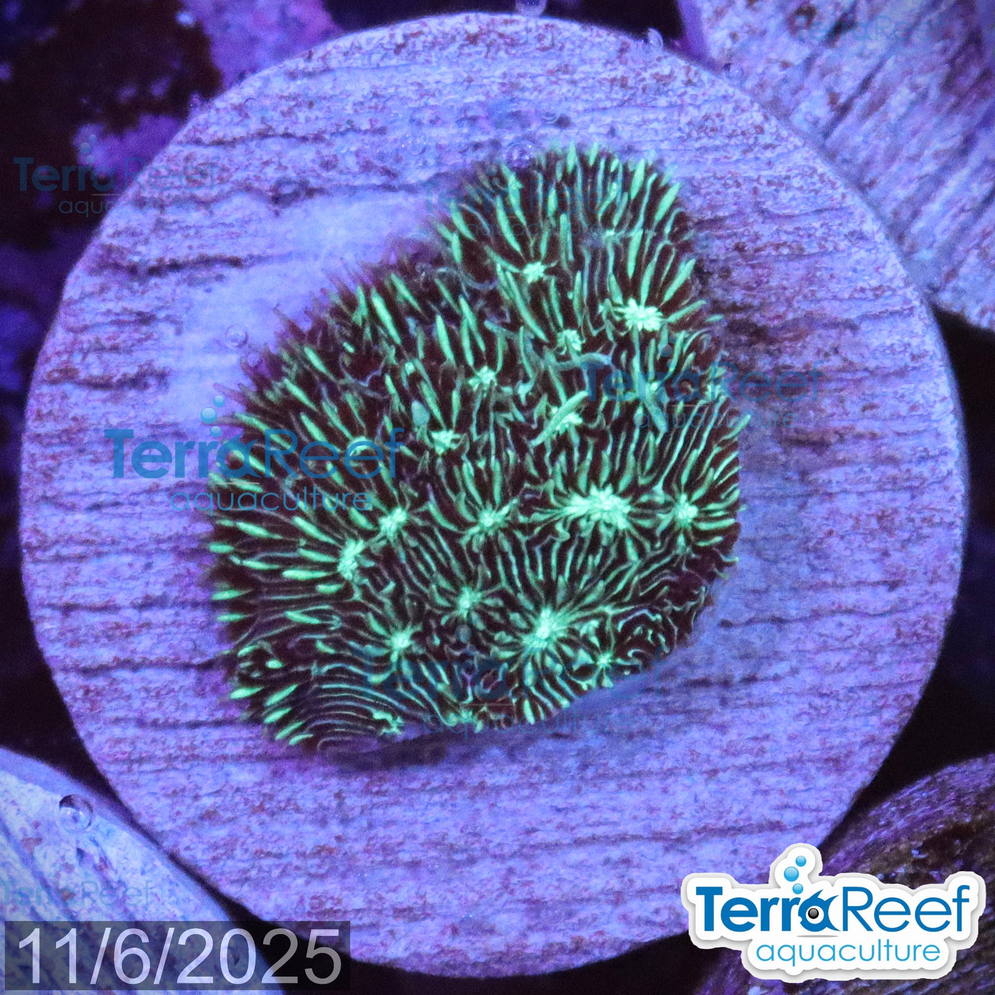 "Shaggy couch Pavona coral" WYSIWYG 8