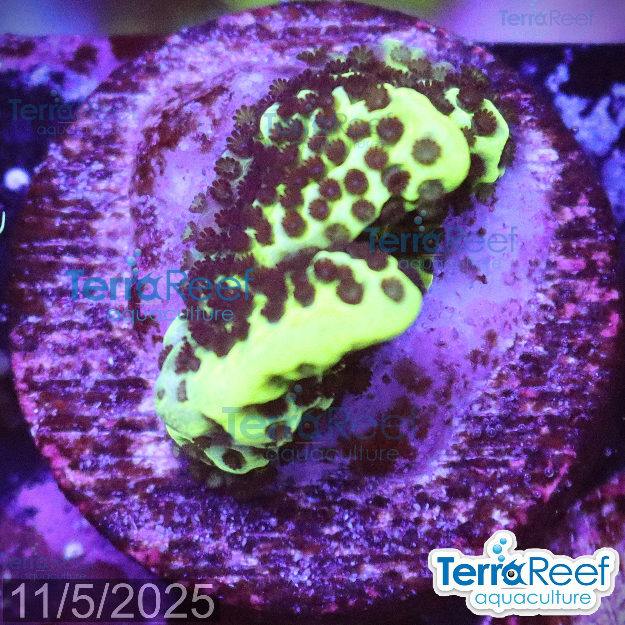Montipora spongodes WYSIWYG Frag 21Right