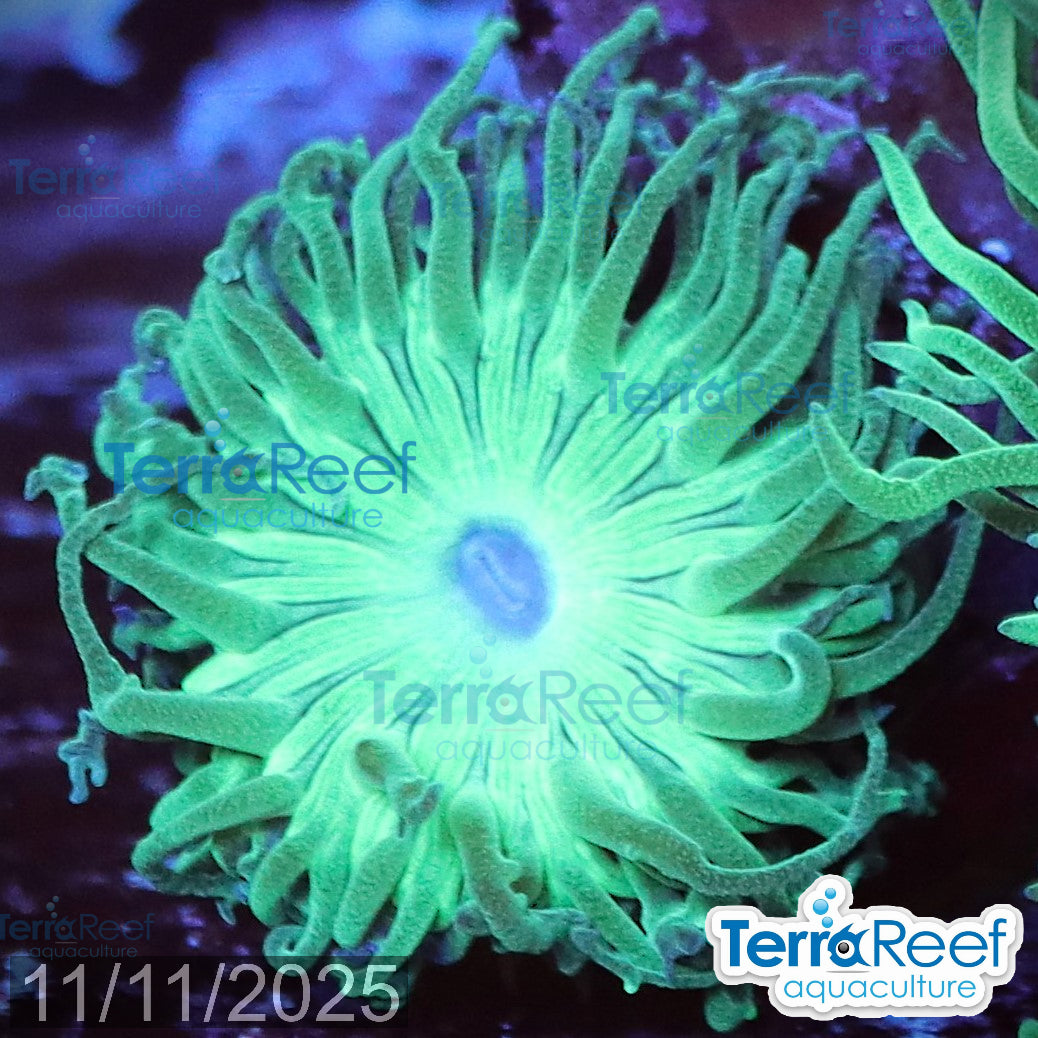 Duncan Coral Duncanopsammia axigua WYSIWYG 31Left