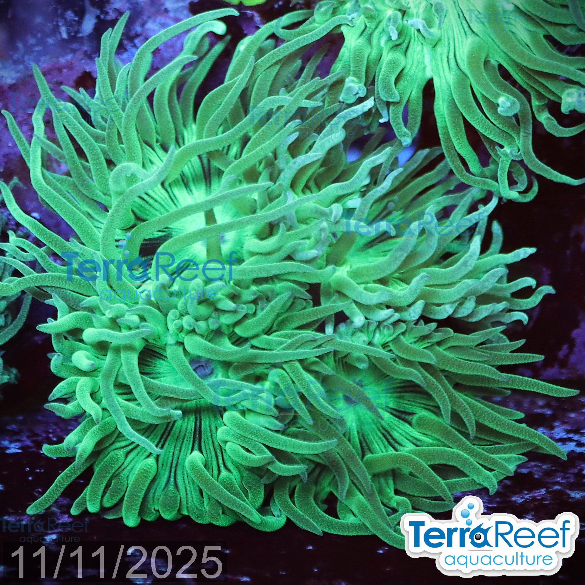 Duncan Coral Duncanopsammia axigua WYSIWYG 30MidLeft