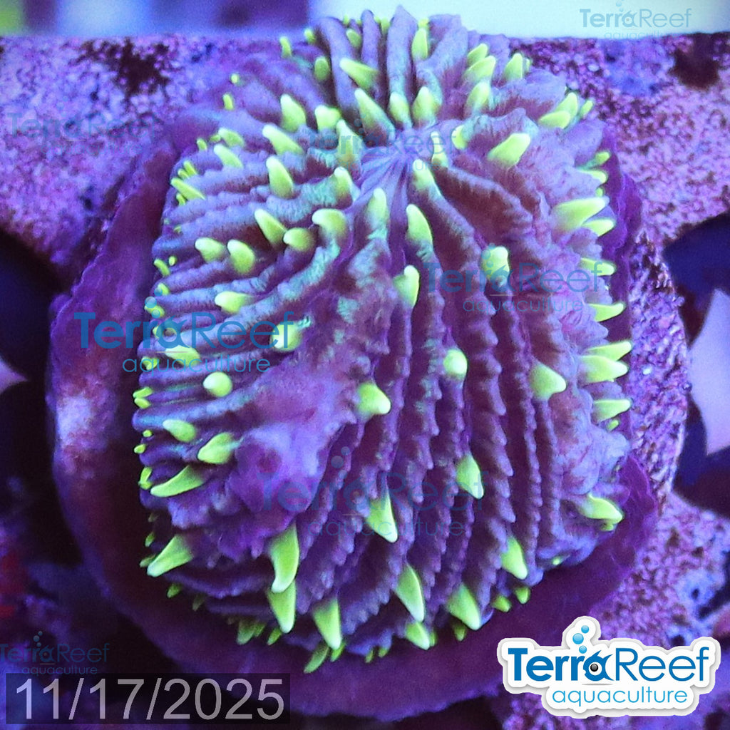 ReefGen Project X Fungid Fungia Plate WYSIWYG Frag 14Middle