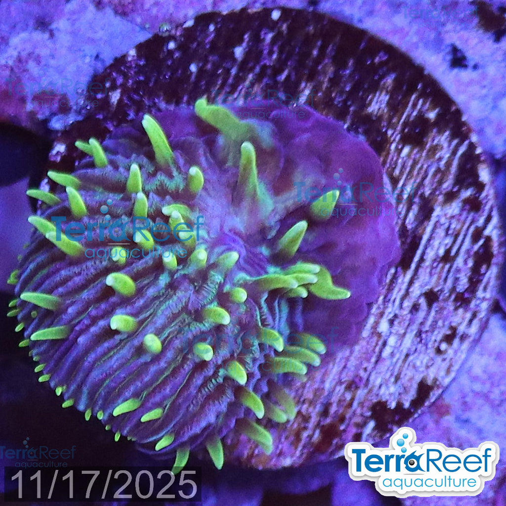 ReefGen Project X Fungid Fungia Plate WYSIWYG Frag 16Left
