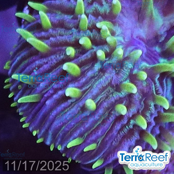 ReefGen Project X Fungid Fungia Plate WYSIWYG Frag 16Left