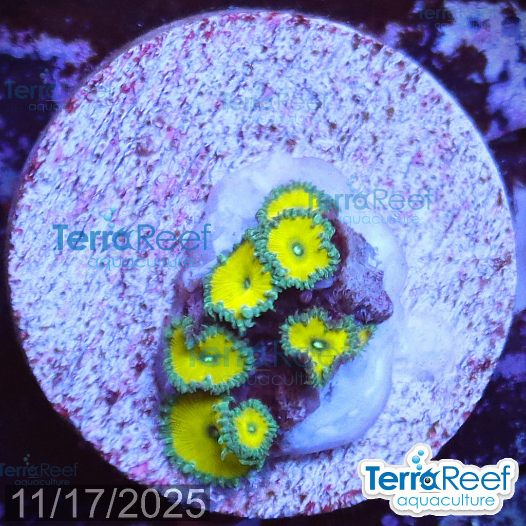 Nuclear Green Paly Zoanthids WYSIWYG Frag 26