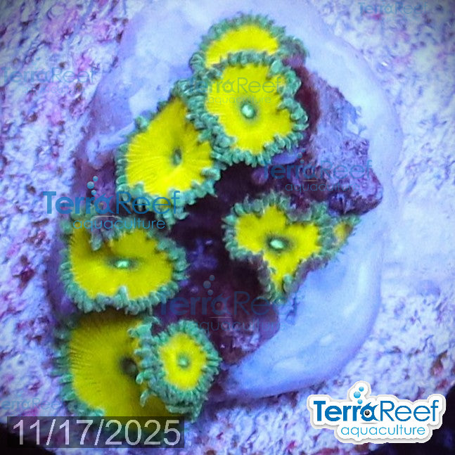Nuclear Green Paly Zoanthids WYSIWYG Frag 26