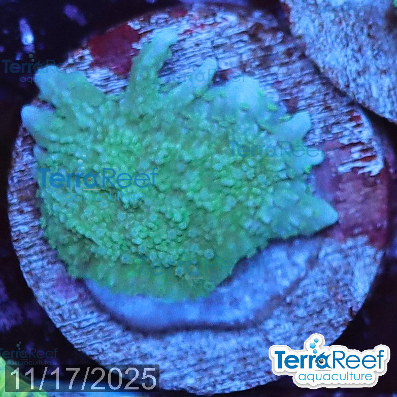 Elkhorn Montipora Frag WYSIWYG 16Left