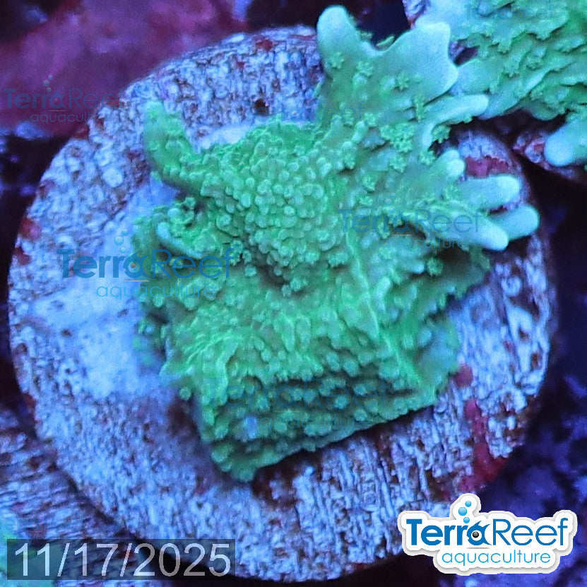 Elkhorn Montipora Frag WYSIWYG 15MidLeft
