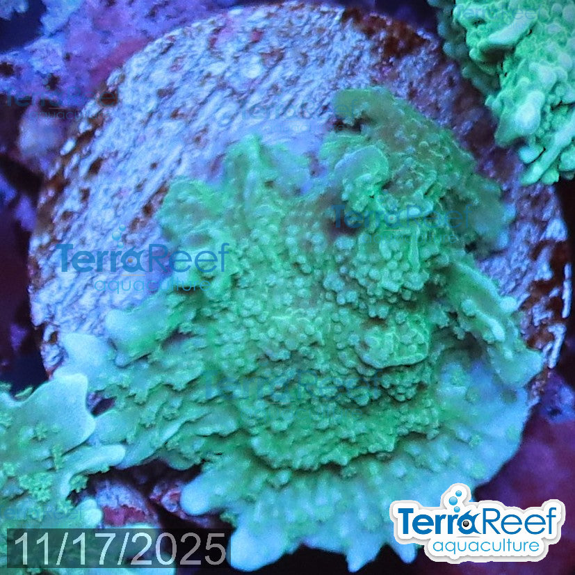 Elkhorn Montipora Frag WYSIWYG 14MidRight