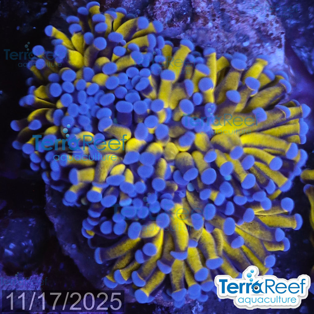 Aussie Gold Torch Coral WYSIWYG 26Large