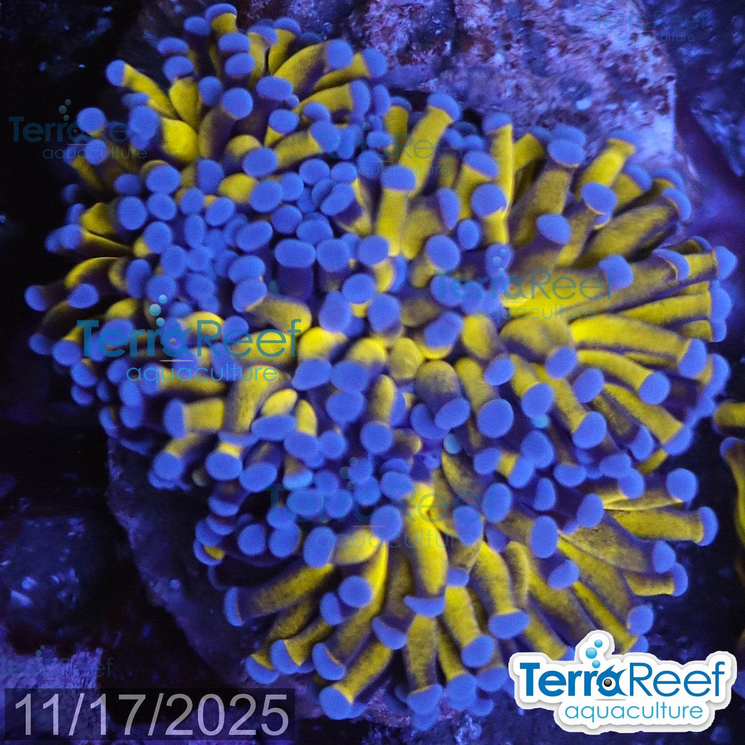 Aussie Gold Torch Coral WYSIWYG 26Large