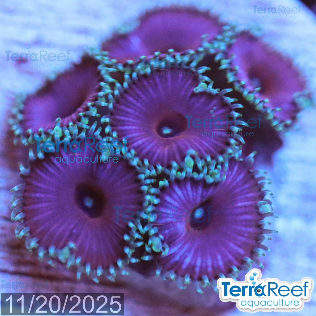 Purple Death Paly WYSIWYG Frag 32