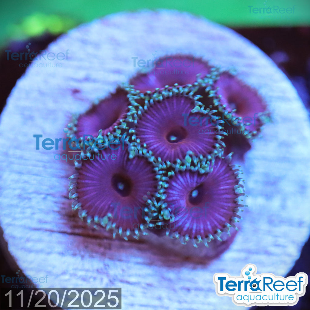 Purple Death Paly WYSIWYG Frag 32