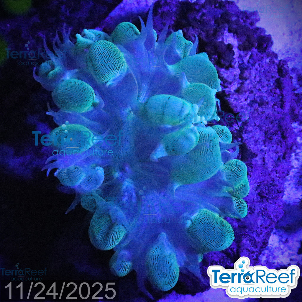 Green Bubble Coral Aquacultured Plerogyra WYSIWYG Frag 8