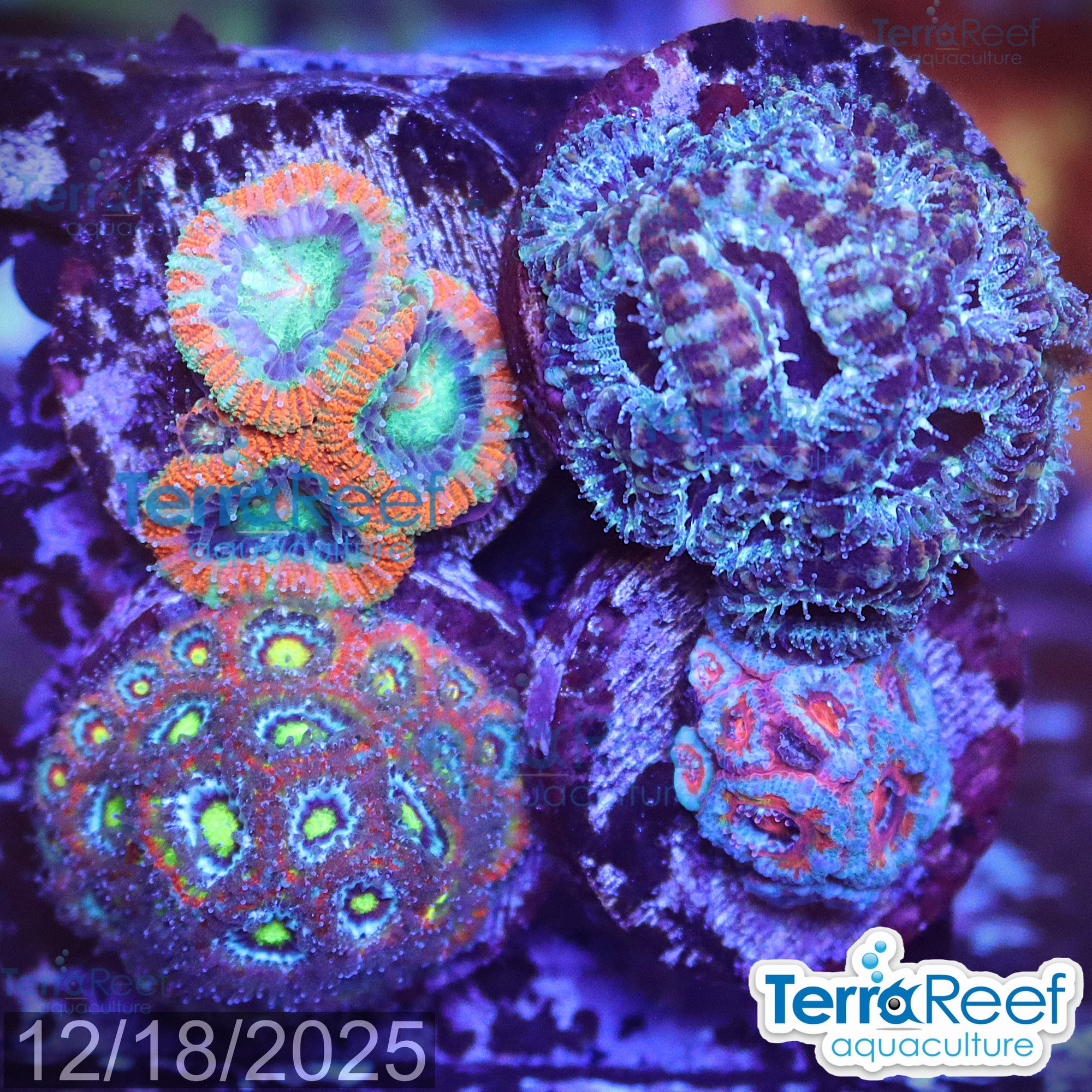Micromussa "Acan" Coral Four Pack WYSIWYG 6Right