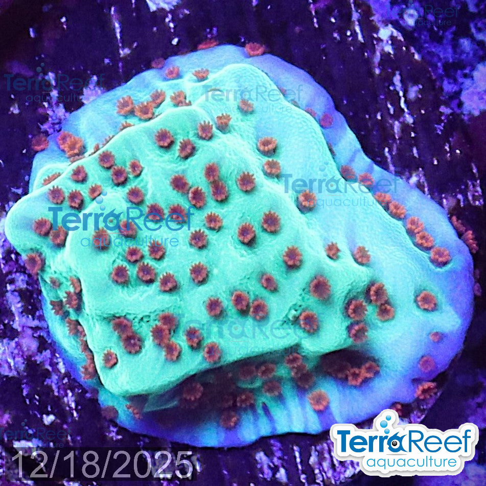 Mind Trick Montipora WYSIWYG Frag 24MidRight