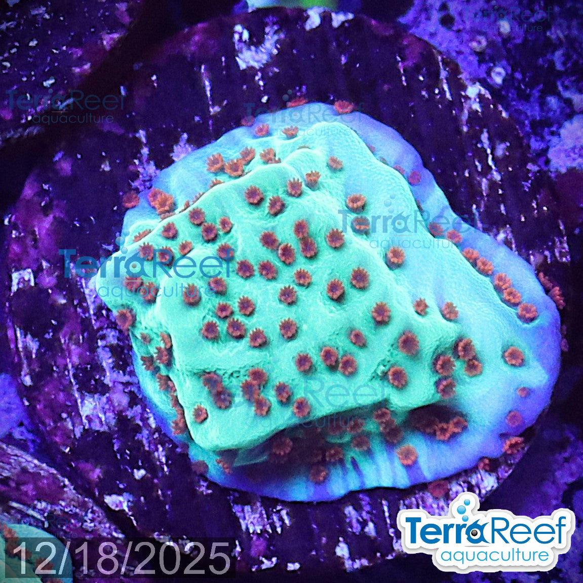 Mind Trick Montipora WYSIWYG Frag 24MidRight
