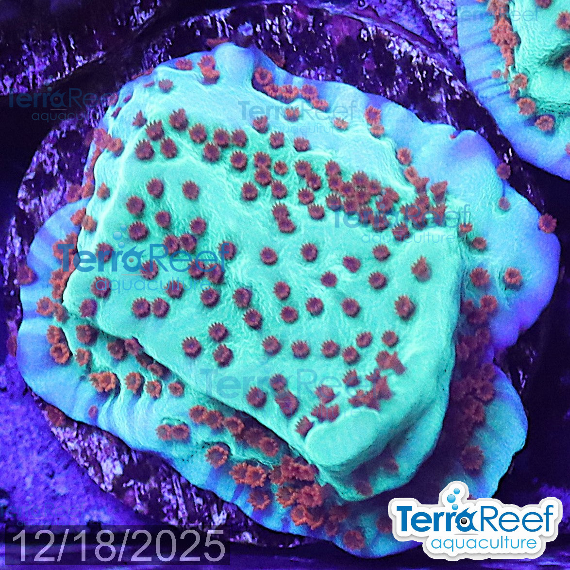 Mind Trick Montipora WYSIWYG Frag 26Left