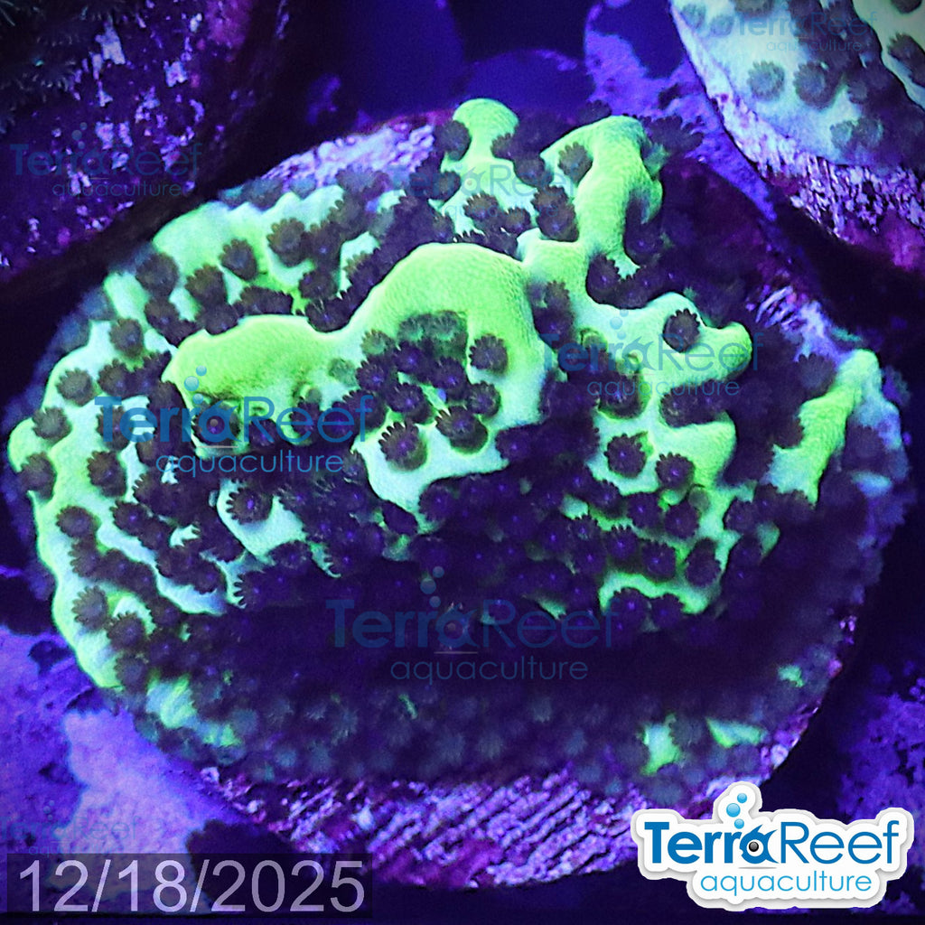 Montipora spongodes WYSIWYG Frag 23Left