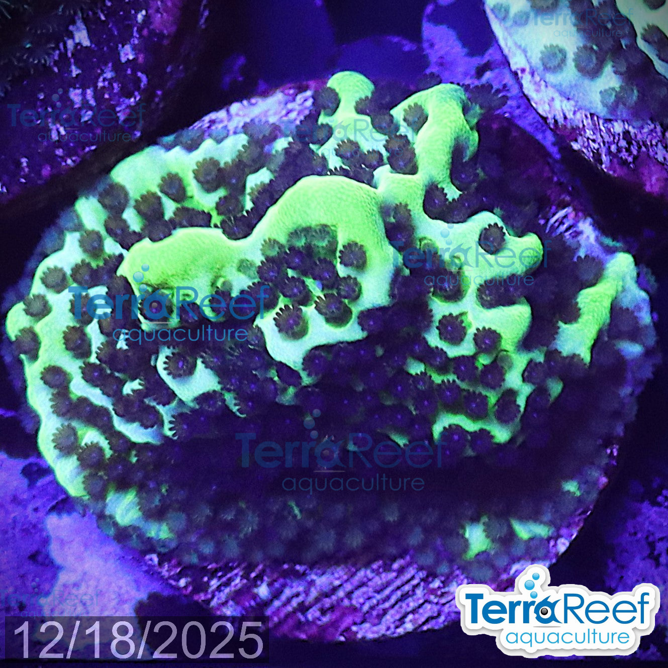 Montipora spongodes WYSIWYG Frag 23Left