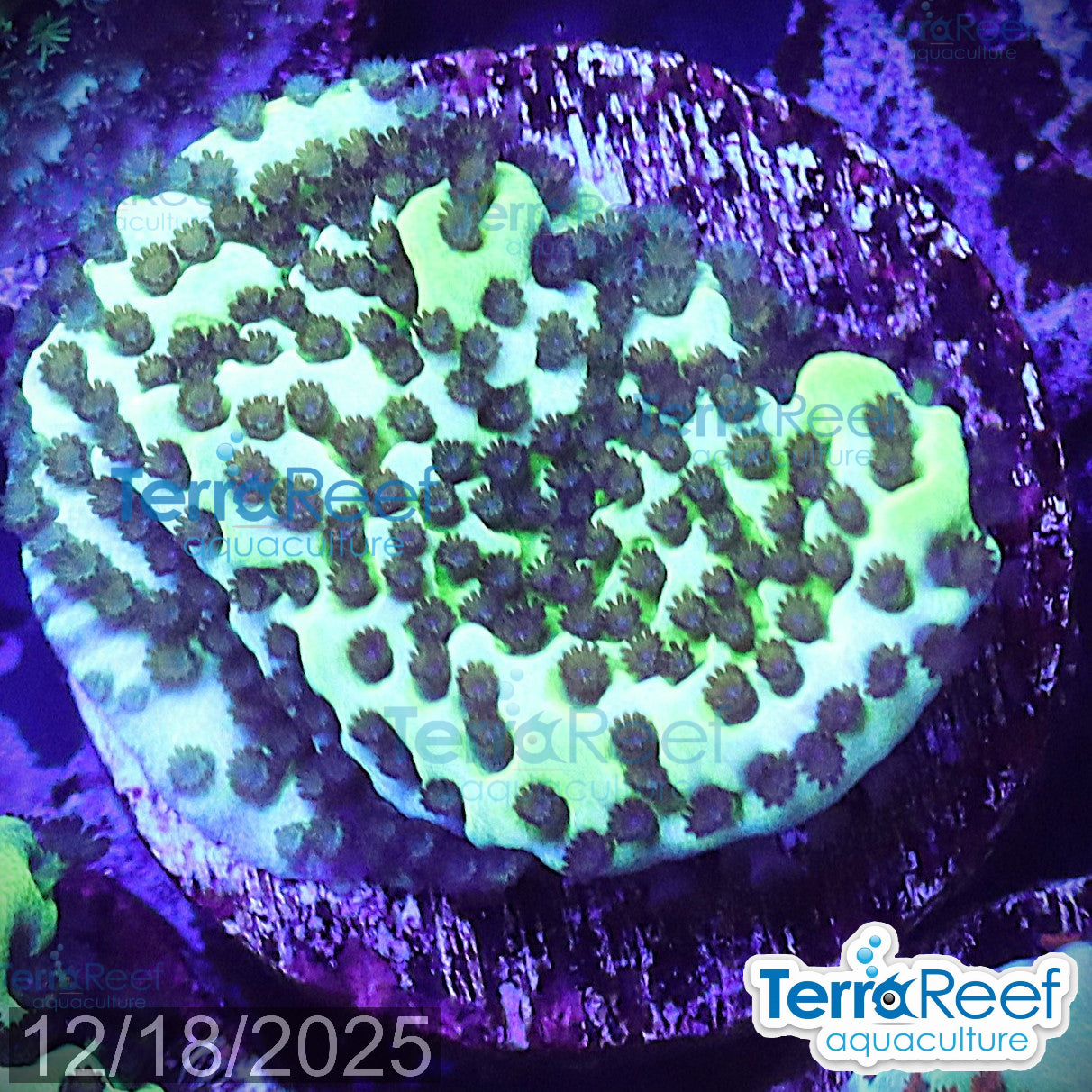 Montipora spongodes WYSIWYG Frag 22MidLeft