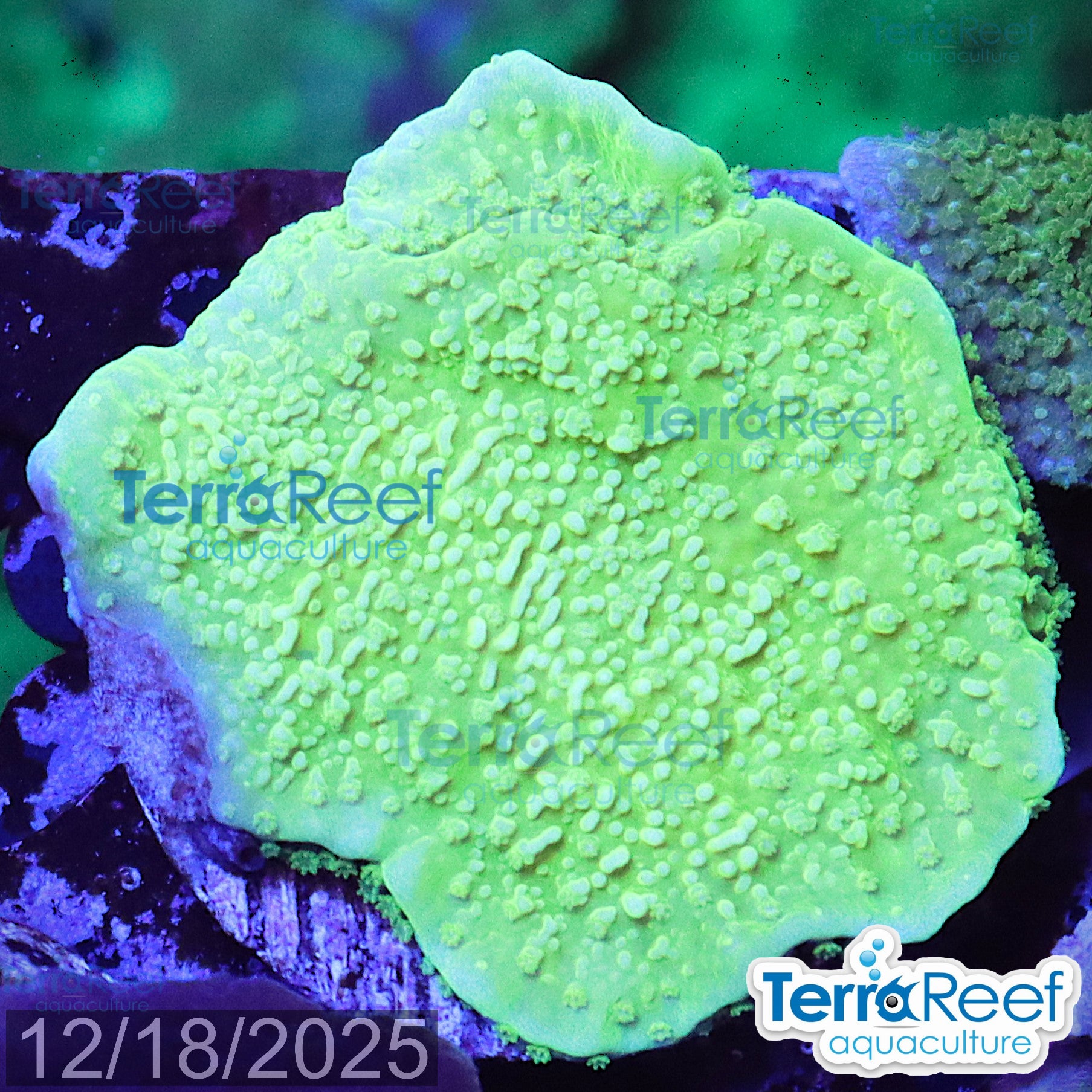 Green Montipora capricornis WYSIWYG Frag 30