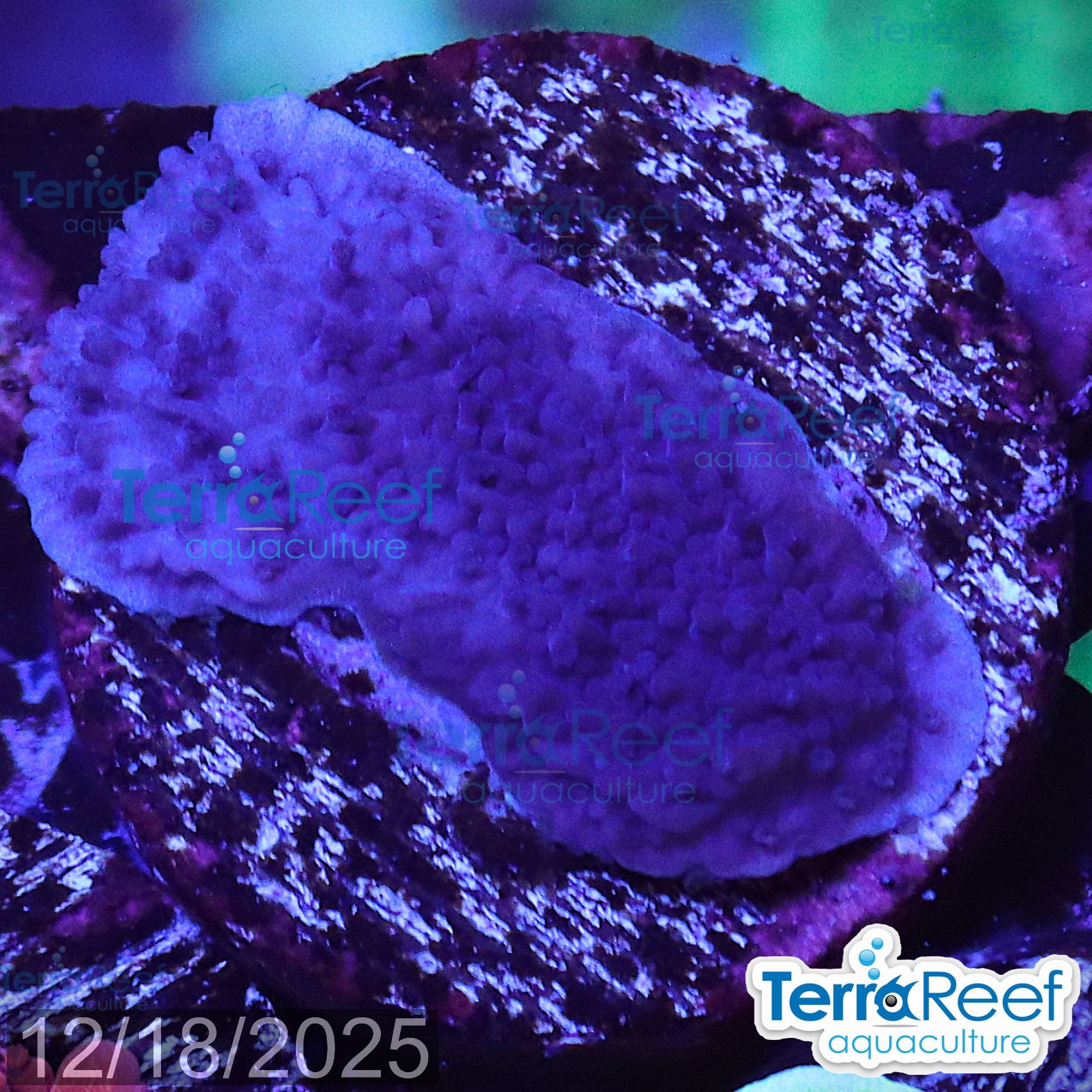 Purple Montipora capricornis Monti cap WYSIWYG Frag 20